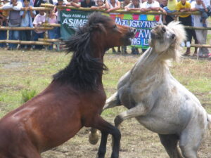 Two horses, one brown and one grey, rear up on their hind legs and clash head-to-head inside a fenced pen, with a crowd of spectators watching from behind a bamboo rail.