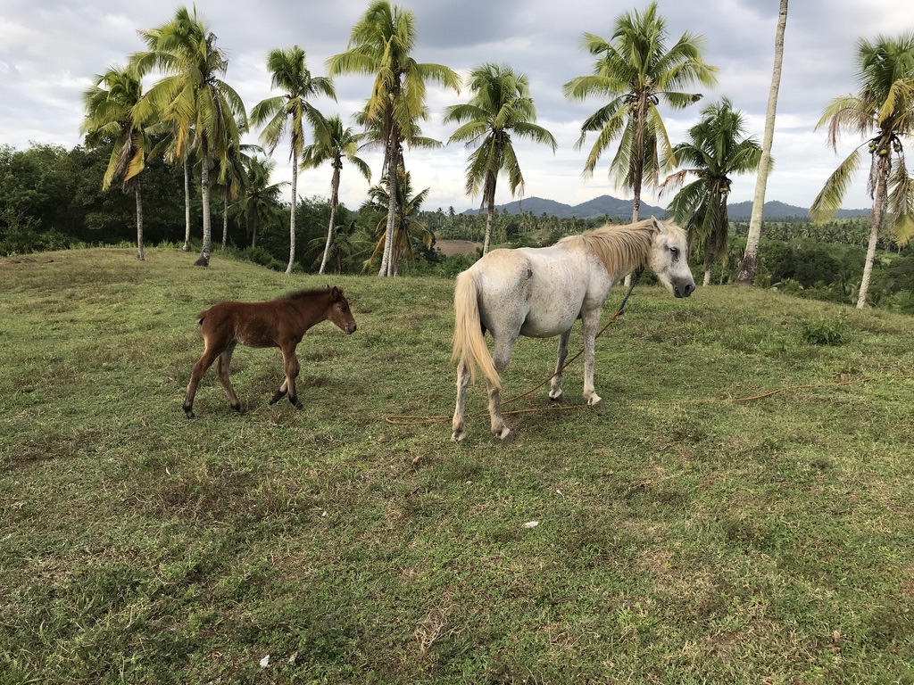 A cream-colored mare tethered on a grass hillside grazes beside her brown foal, with a row of coconut palms and distant mountains in the background. Photo taken by Nic Gabunada